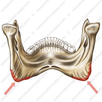 Angle of mandible (angulus mandibulae)