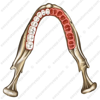 Alveolar arch (arcus alveolaris)