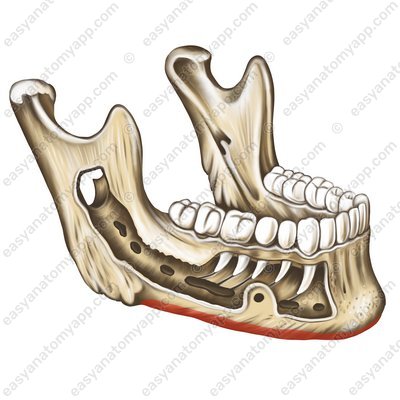 Base of mandible (basis mandibulae)