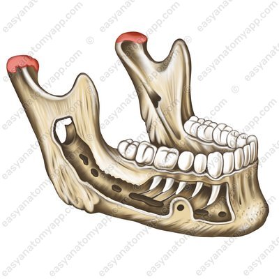 Head of mandible (caput mandibulae)