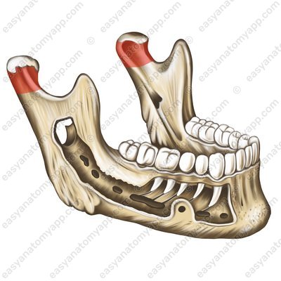 Neck of mandible (collum mandibulae)
