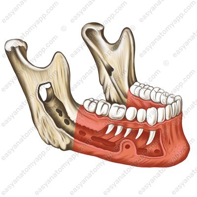 Body of mandible (corpus mandibulae)