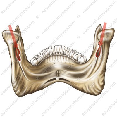 Mandibular foramen (foramen mandibulae)