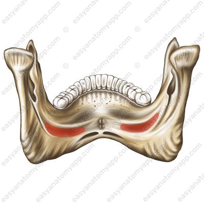 Submandibular fossa (fovea submandibularis)