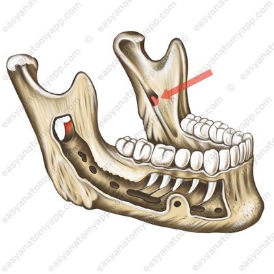 Lingula (lingula mandibulae)