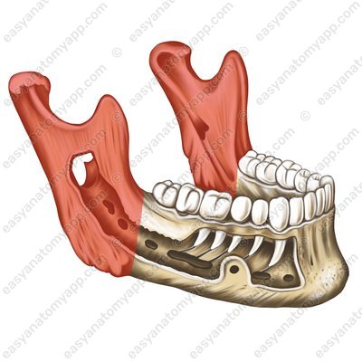 Ramus of mandible (ramus mandibulae)