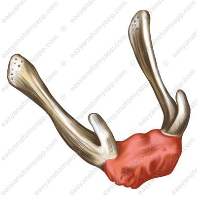 Hyoid bone (os hyoideum)