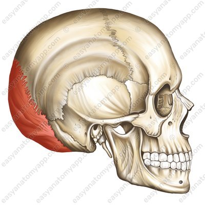Squamous part of occipital bone (squama occipitalis)