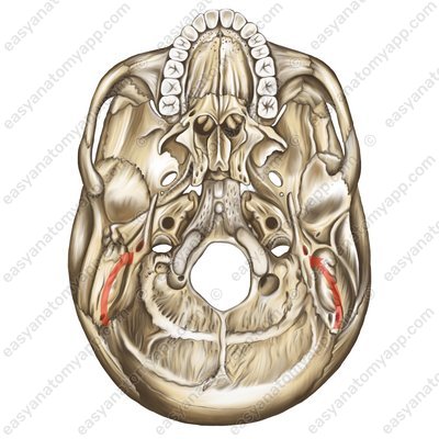 Stylomastoid foramen (foramen stylomastoideum)