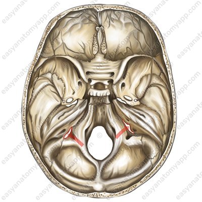 Jugular foramen (foramen jugulare)