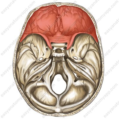 Anterior cranial fossa (fossa cranii anterior)