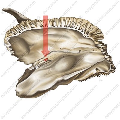 Hiatus for lesser petrosal nerve (hiatus canalis nervi petrosi minoris)