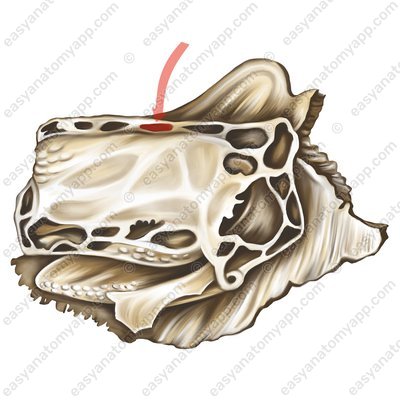 Anterior ethmoidal foramen (foramen ethmoidale anterius)