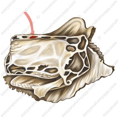 Posterior ethmoidal foramen (foramen ethmoidale posterius)