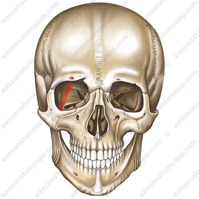 Supraorbital foramen (foramen supraorbitale)