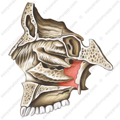 Perpendicular plate of palatine bone (lamina perpendicularis ossis palatini)