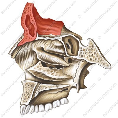 Nasal part of frontal bone (pars nasalis ossis frontalis)