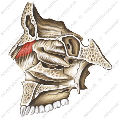 Frontal process of maxilla (processus frontalis maxillae)