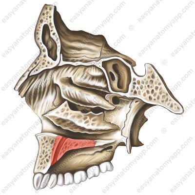 Frontal process of maxilla (processus palatinus maxillae)