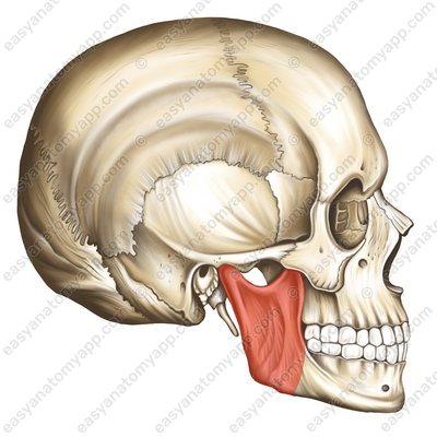 Ramus of the mandible (ramus mandibulae)