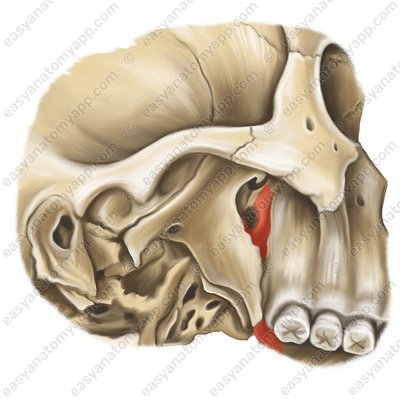 Perpendicular plate of the palatine bone (lamina perpendicularis ossis palatini)