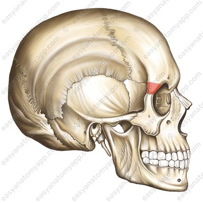 Zygomatic process of the frontal bone (processus zygomaticus ossis frontalis)