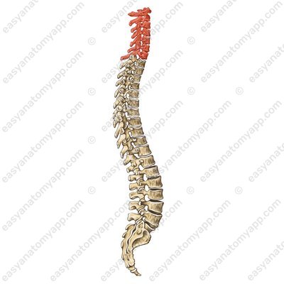 Halswirbelsäule (HWS) (vertebrae cervicales)