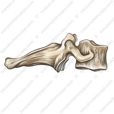 7. Halswirbel, Prominenz-Wirbel (vertebra prominens)