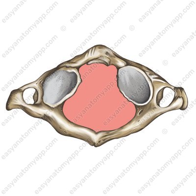 Wirbelloch (foramen vertebrale)