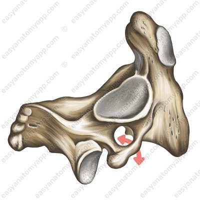 Querfortsatzloch (foramen transversarium)