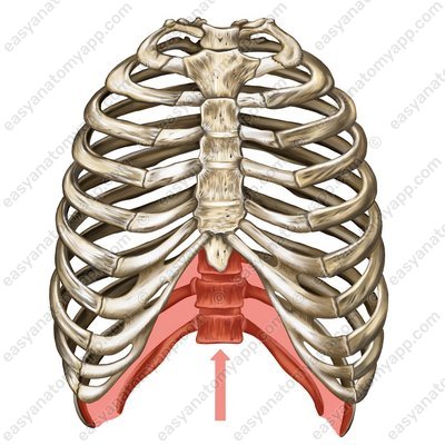 Untere Öffnung des Brustkorbs (apertura thoracis inferior)