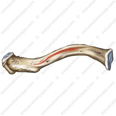Rinne des Unterschlüsselbeinmuskels (sulcus musculi subclavii)