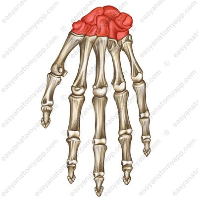 Handwurzelknochen (ossa carpi)