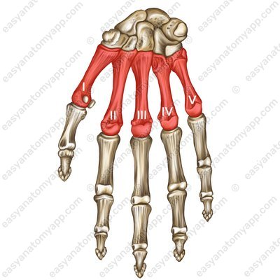 Handwurzelknochen (ossa metacarpi)