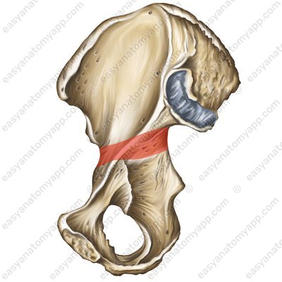 Darmbeinkörper (corpus ossis ilii)