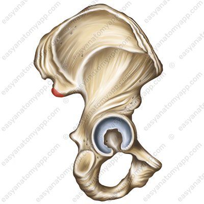 Hinterer unterer Darmbeinstachel (spina iliaca posterior inferior)