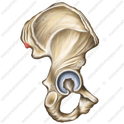Hinterer oberer Darmbeinstachel (spina iliaca posterior superior)