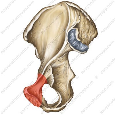 Oberer Ast des Schambeins (ramus superior ossis pubis)