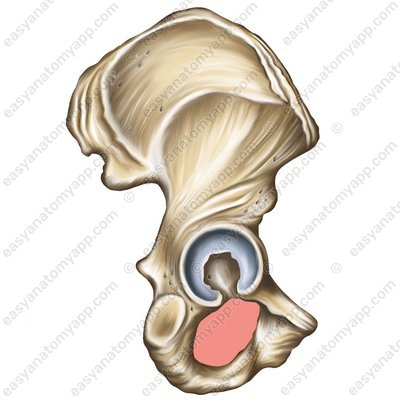 Hüftloch (foramen obturatum)
