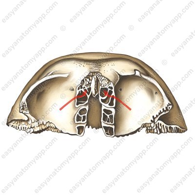 Öffnung der Stirnhöhle (apertura sinus frontalis)