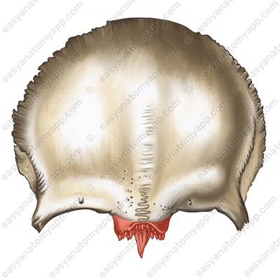 Nasenabschnitt (pars nasalis)
