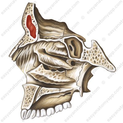 Stirnhöhle (sinus frontalis)