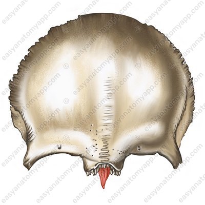 Nasendorn (spina nasalis)