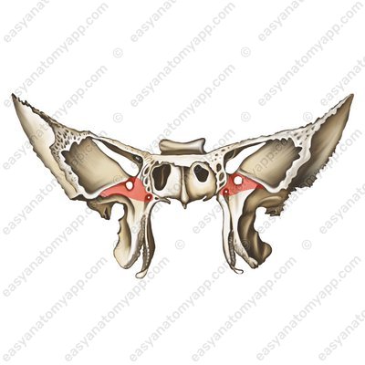 Oberkieferseite (facies maxillaris)