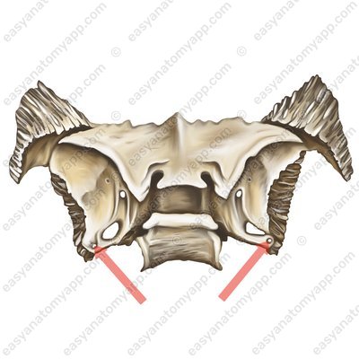 Dornloch (foramen spinosum)