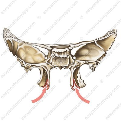 Flügeleinschnitt (incisura pterygoidea)