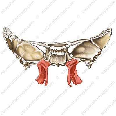 Flügelfortsatz (processus pterygoideus)
