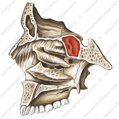 Keilbeinhöhle (sinus sphenoidalis)