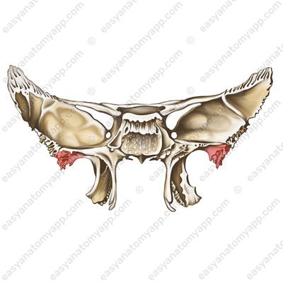 Stachel des Keilbeins (spina ossis sphenoidalis)