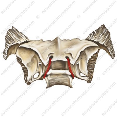 Furche der Halsschlagader (sulcus caroticus)